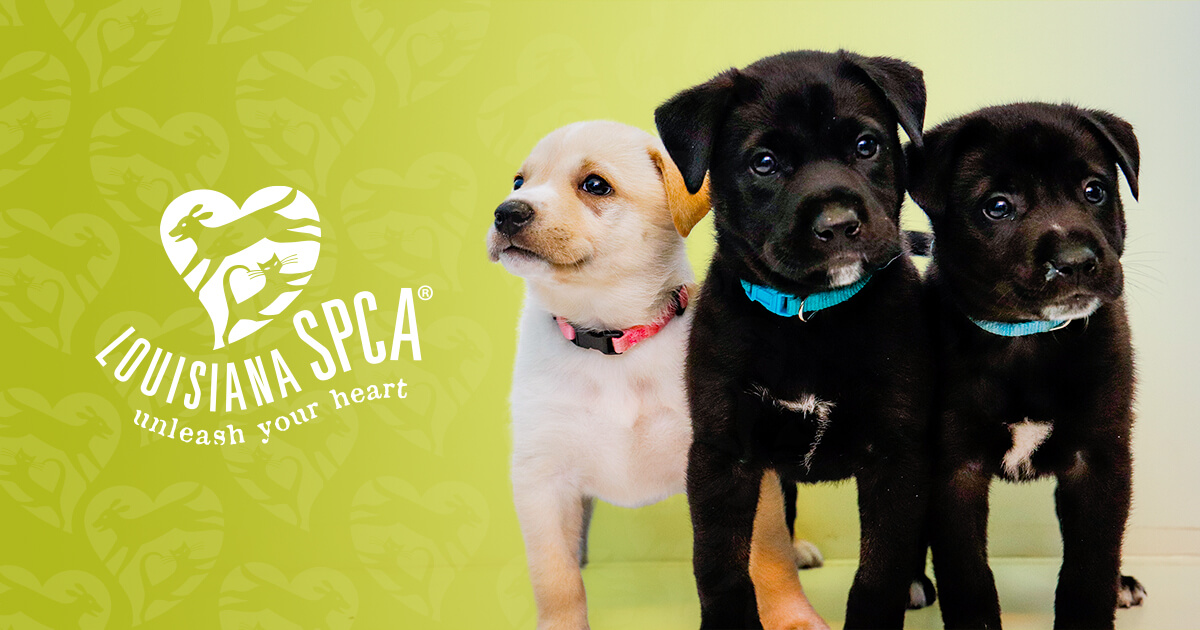 Louisiana SPCA Donate Today!