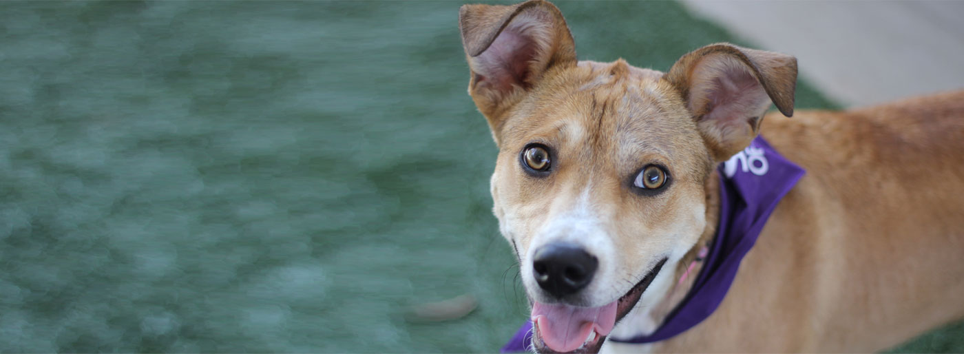 private breeder puppies near me